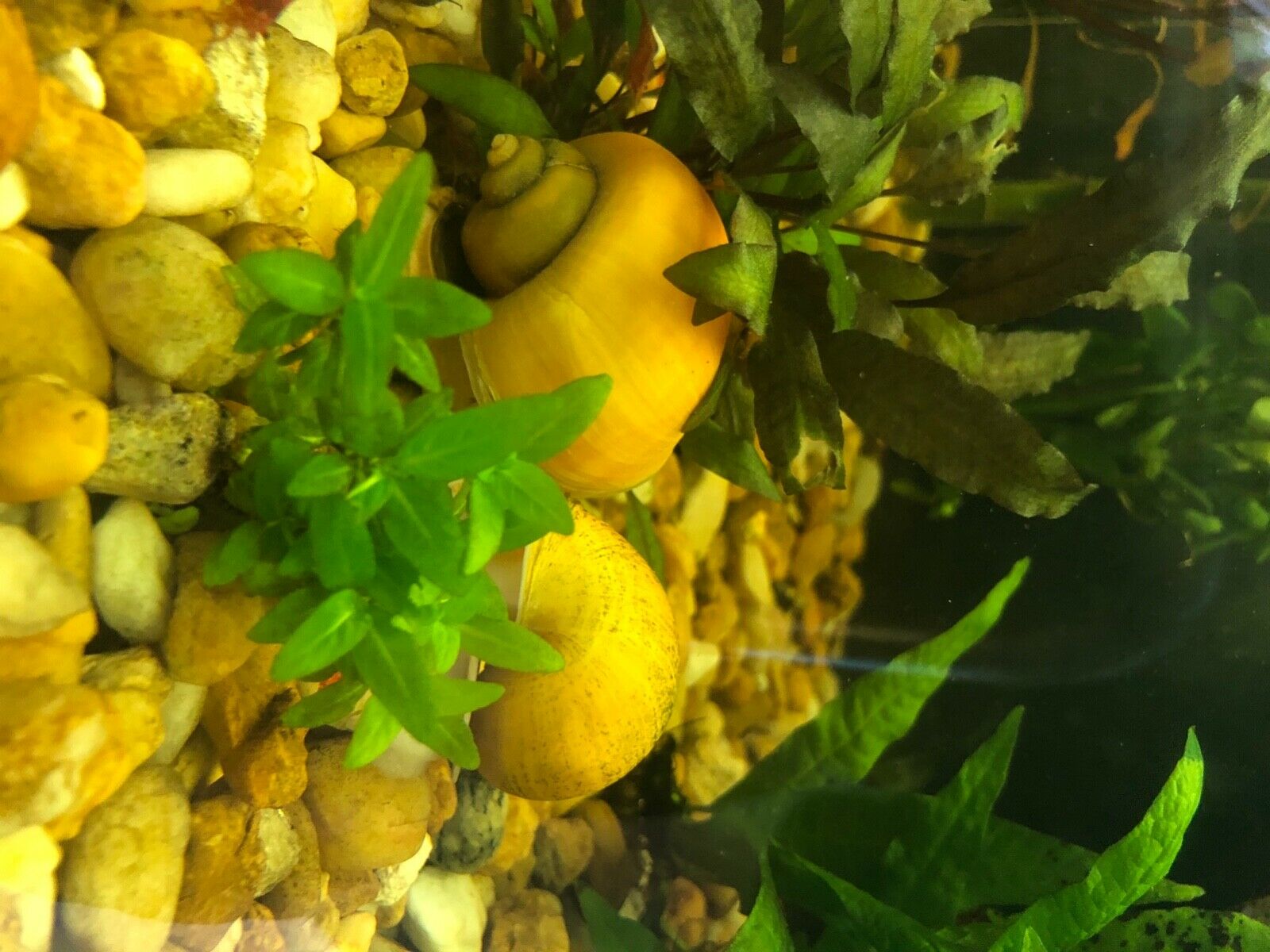Gold Mystery snails, pea to nickel size, Freshwater Aquarium Snails