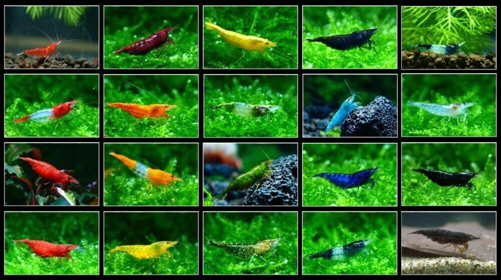 10 +1 High Quality Freshwater Aquarium Shrimp. Live Guarantee. Pick your color